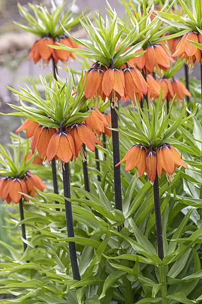 651281 - Crown imperial (Fritillaria imperialis 'Aurora')