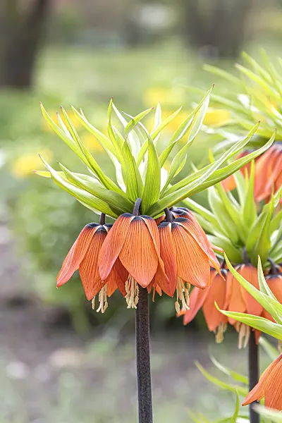 651282 - Crown imperial (Fritillaria imperialis 'Aurora')