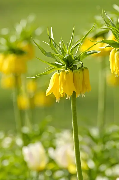 483213 - Crown imperial (Fritillaria imperialis 'Lutea')