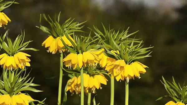 495292 - Crown imperial (Fritillaria imperialis 'Lutea')