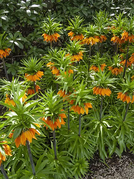 401082 - Crown imperial (Fritillaria imperialis 'Orange Brillant')