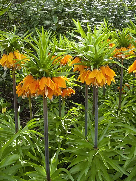 401083 - Crown imperial (Fritillaria imperialis 'Orange Brillant')