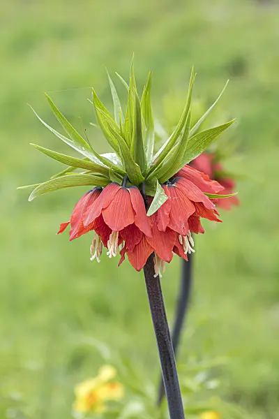 651285 - Crown imperial (Fritillaria imperialis 'Rubra')