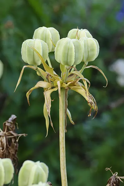 473034 - Crown imperial (Fritillaria imperialis 'Rubra Maxima')