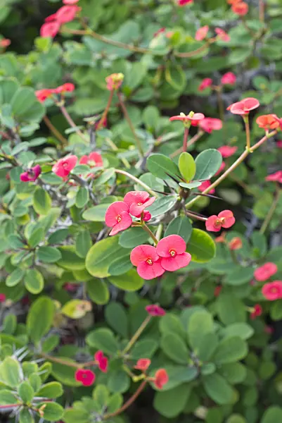 552002 - Crown of thorns (Euphorbia milii)