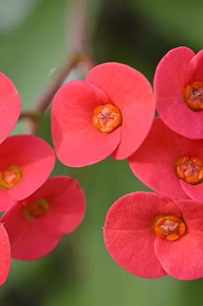 481040 - Crown of thorns (Euphorbia milii var. splendens)
