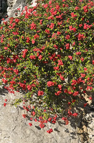 533088 - Crown of thorns (Euphorbia milii var. splendens)