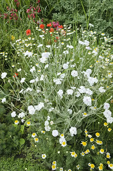 521369 - Crown pink (Lychnis coronaria 'Alba' syn. Silene coronaria 'Alba')