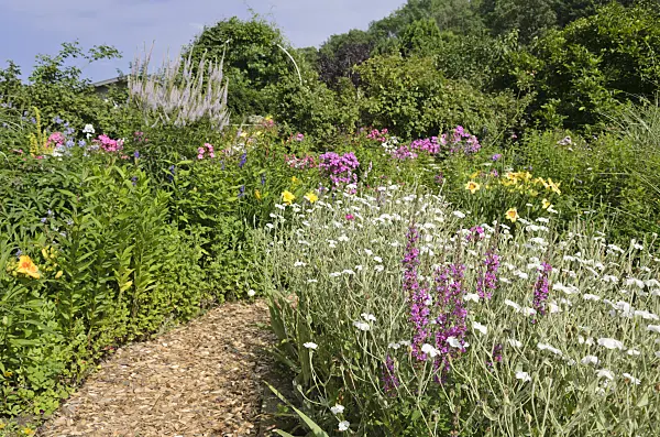570079 - Crown pink (Lychnis coronaria 'Alba' syn. Silene coronaria 'Alba') and loosestrife (Lythrum)