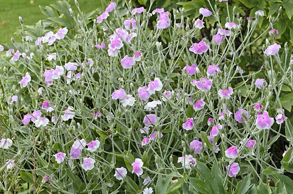 521426 - Crown pink (Lychnis coronaria 'Angel's Blush' syn. Silene coronaria 'Angel's Blush')