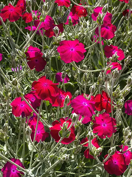 414162 - Crown pink (Lychnis coronaria syn. Silene coronaria)