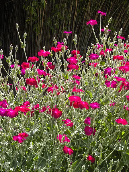 414163 - Crown pink (Lychnis coronaria syn. Silene coronaria)