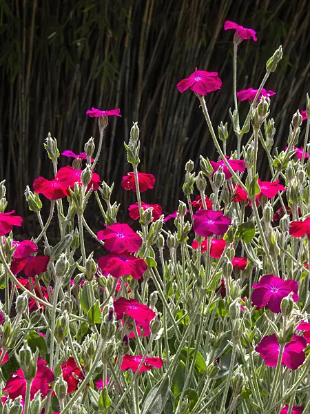 414164 - Crown pink (Lychnis coronaria syn. Silene coronaria)