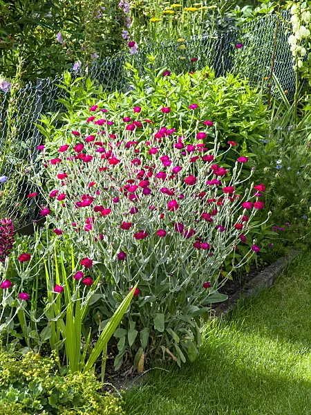 449035 - Crown pink (Lychnis coronaria syn. Silene coronaria)