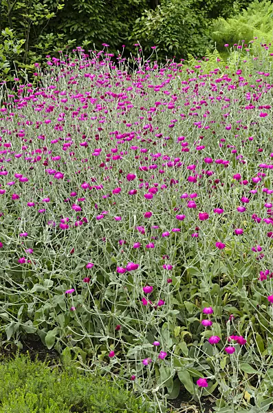 498076 - Crown pink (Lychnis coronaria syn. Silene coronaria)
