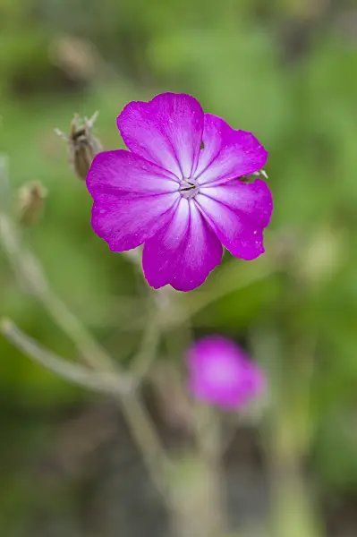 512014 - Crown pink (Lychnis coronaria syn. Silene coronaria)