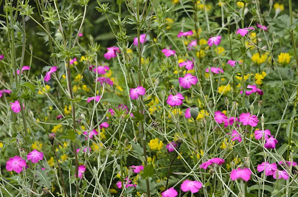 521328 - Crown pink (Lychnis coronaria syn. Silene coronaria)