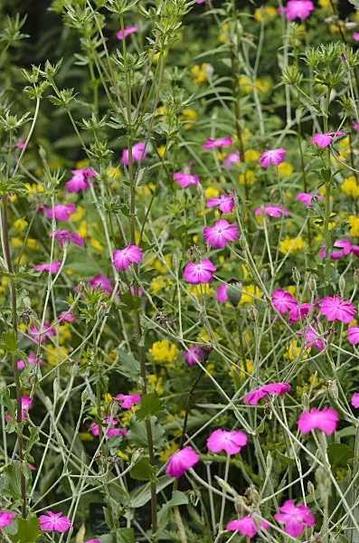 521329 - Crown pink (Lychnis coronaria syn. Silene coronaria)
