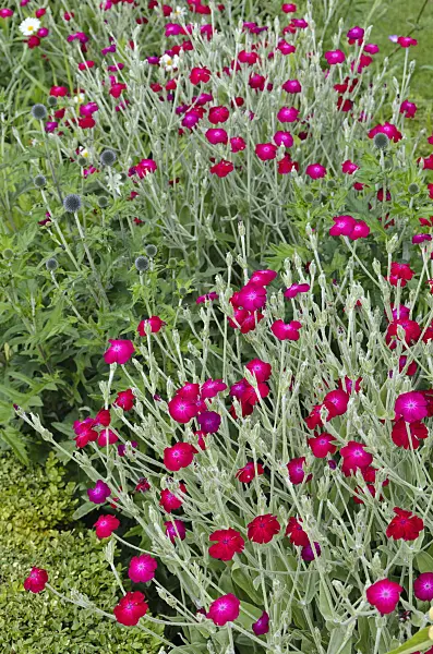 521344 - Crown pink (Lychnis coronaria syn. Silene coronaria)
