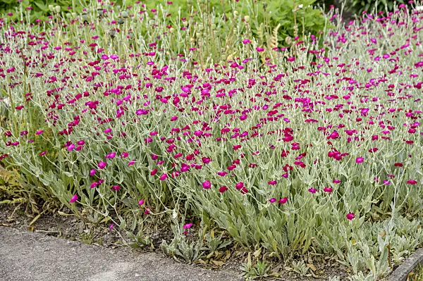 593125 - Crown pink (Lychnis coronaria syn. Silene coronaria)