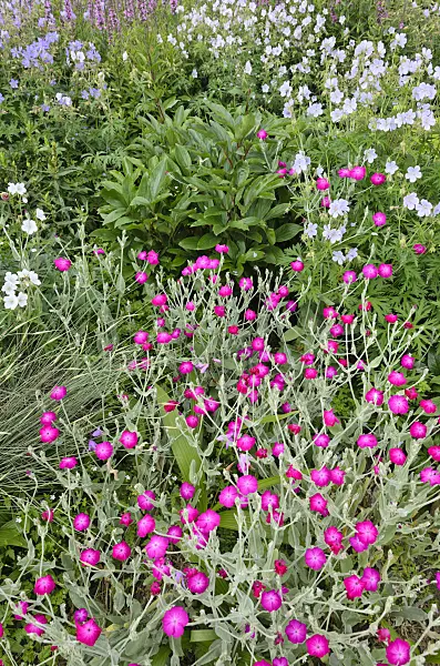 521431 - Crown pink (Lychnis coronaria syn. Silene coronaria) and cranesbill (Geranium)
