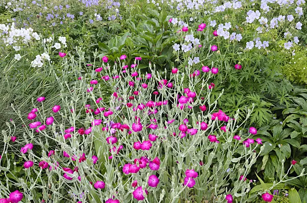 521432 - Crown pink (Lychnis coronaria syn. Silene coronaria) and cranesbill (Geranium)