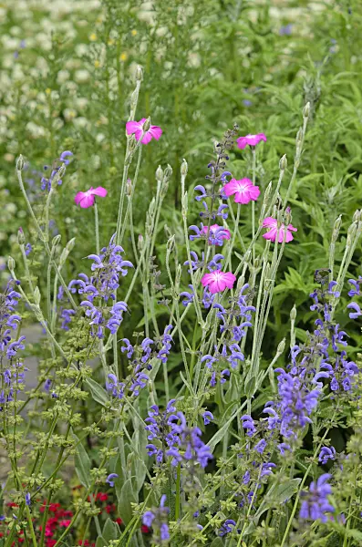 521194 - Crown pink (Lychnis coronaria syn. Silene coronaria) and meadow clary (Salvia pratensis 'Mittsommer')