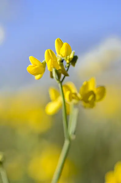 533176 - Crown vetch (Coronilla juncea)