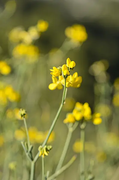 533177 - Crown vetch (Coronilla juncea)