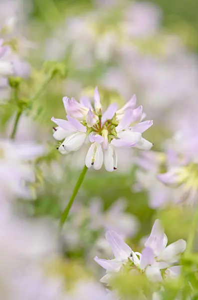 521464 - Crown vetch (Coronilla varia syn. Securigera varia)