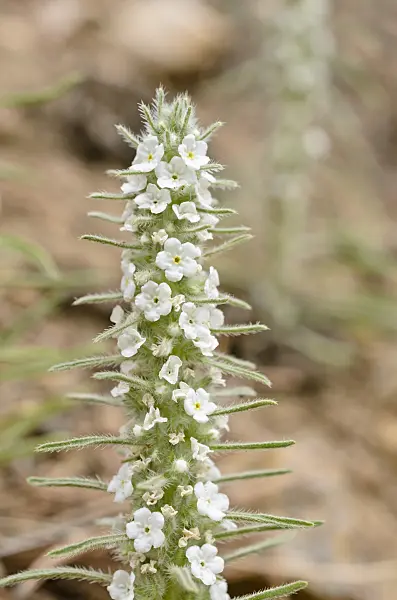 508405 - Cryptantha virgata