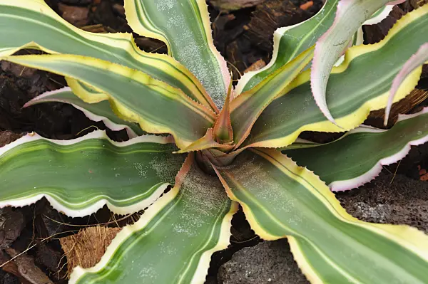 467013 - Cryptanthus