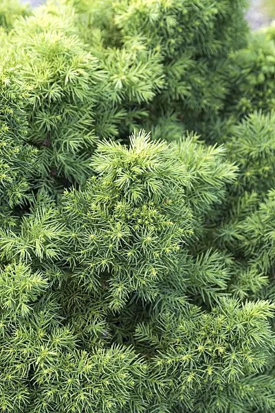 638074 - Cryptoméria du Japon (Cryptomeria japonica 'Monstrosa')