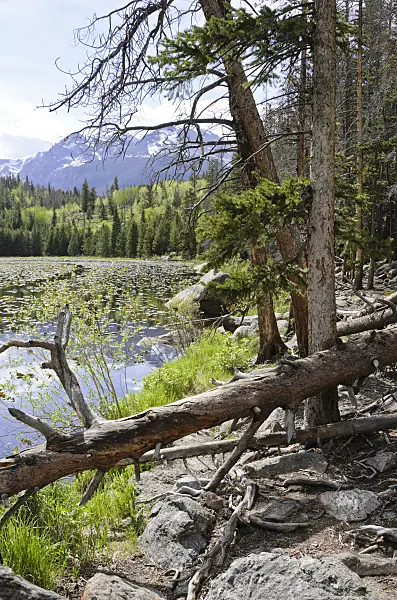 508356 - Cub Lake, Rocky Mountain National Park, Colorado, USA