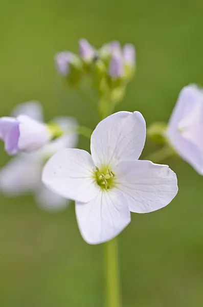 507058 - Cuckoo flower (Cardamine pratensis)