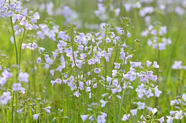 507083 - Cuckoo flower (Cardamine pratensis)