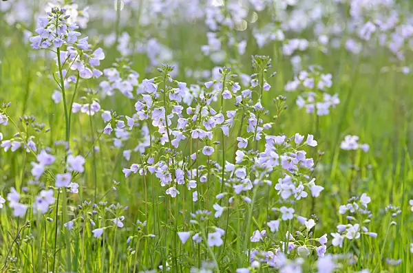 507084 - Cuckoo flower (Cardamine pratensis)