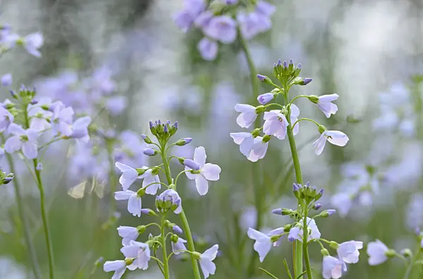 507085 - Cuckoo flower (Cardamine pratensis)