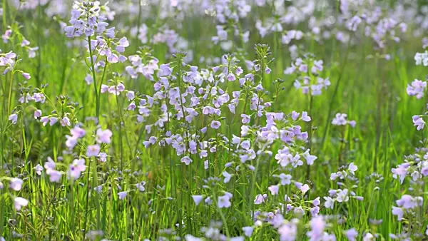 507094 - Cuckoo flower (Cardamine pratensis)