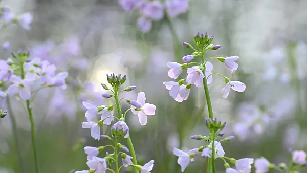 507095 - Cuckoo flower (Cardamine pratensis)