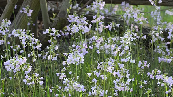 507096 - Cuckoo flower (Cardamine pratensis)