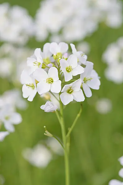 531074 - Cuckoo flower (Cardamine pratensis)