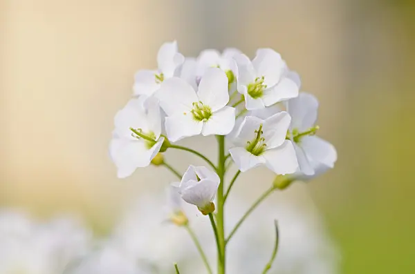 531075 - Cuckoo flower (Cardamine pratensis)