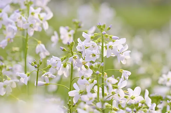 531080 - Cuckoo flower (Cardamine pratensis)