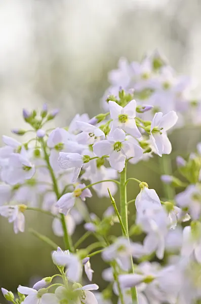 531082 - Cuckoo flower (Cardamine pratensis)