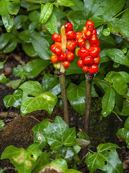 427154 - Cuckoo pint (Arum maculatum)