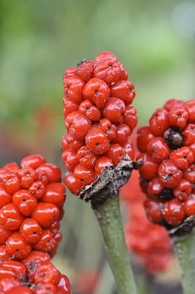 487112 - Cuckoo pint (Arum maculatum)