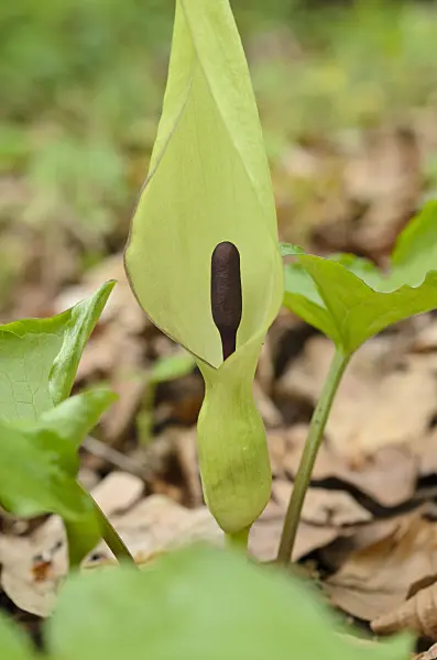 507204 - Cuckoo pint (Arum maculatum)