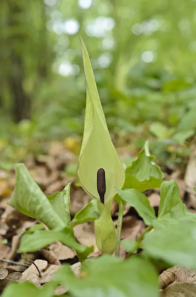 507205 - Cuckoo pint (Arum maculatum)