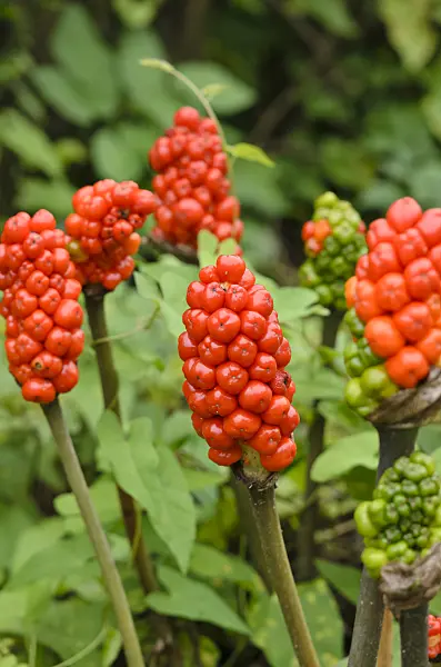 534502 - Cuckoo pint (Arum maculatum)